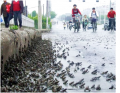 Ếch tràn ra đường tại 1 thành phố ở Trung Quốc (Ảnh: Internet)
